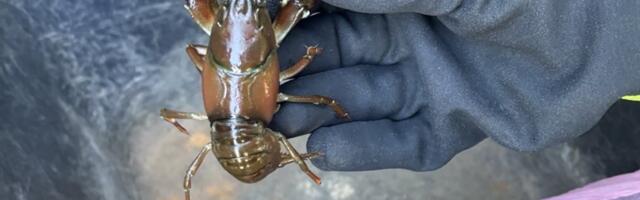 Задержан мужчина, который в Таллинне пытался продать запрещенных в Европе сигнальных раков