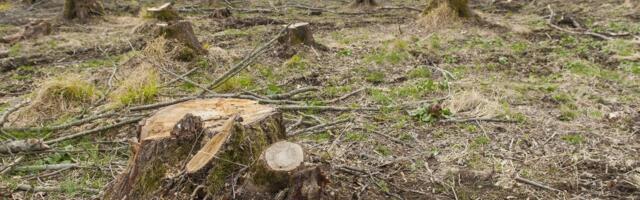 Эстония — в антирейтинге ЕС: леса сокращаются из-за вырубки