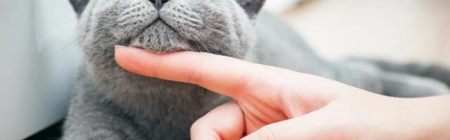 Йога с котиками: в Таллинне проведут необычное занятие ко Дню святого Валентина