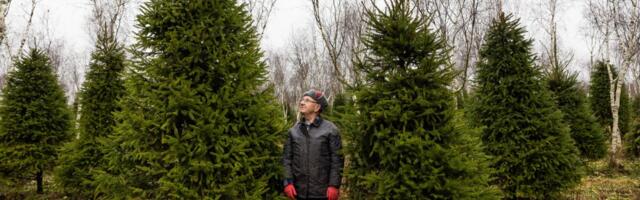 Елочный бизнес набирает обороты: заблудившиеся курьеры, 80-летний лесник и круглосуточная торговля