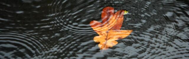 В среду пройдут кратковременные дожди и станет немного прохладнее