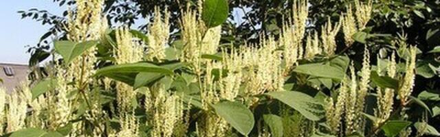 Представитель Министерства климата напомнила, какие инвазивные виды запрещено выращивать в саду