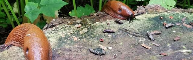 Эксперт пояснила, можно ли выкидывать мертвых испанских слизней в контейнер для биоотходов