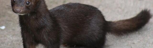 В список опасных чужеродных видов внесли 26 новых растений и животных