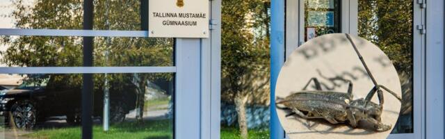 „Пробуем разные методы борьбы“. Таллиннская гимназия уже несколько лет ведет войну с тараканами
