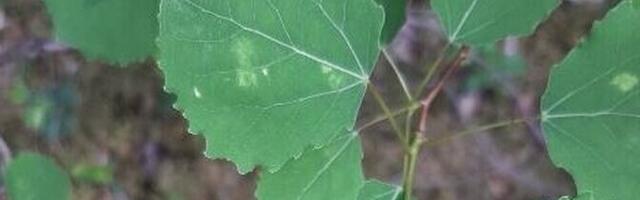 Деревом 2026 года станет осина обыкновенная