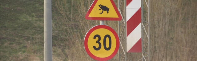 Пик миграции лягушек: водителей просят по возможности избегать поездок в ночное время