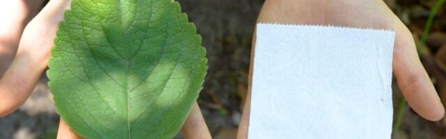 Туалетная бумага на стебле: может ли растение заменить традиционный рулон?