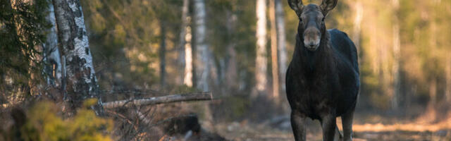 Спасатели предупреждают: в районе Рахумяэ в Таллинне бродит лось