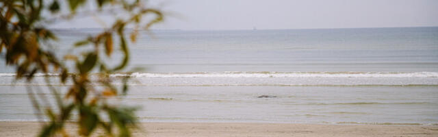 По-летнему теплая морская вода вызывает стресс у обитателей прибрежных вод Эстонии