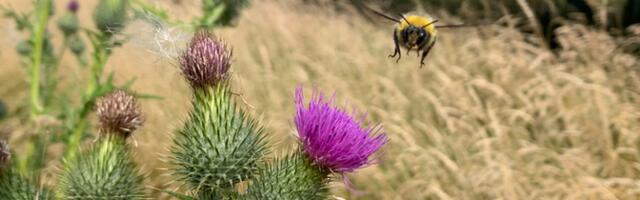 Солнечная электростанция может способствовать биоразнообразию