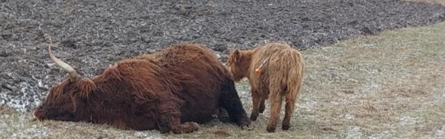 Без права на жизнь: почему умерщвление коров в Кийли поставило под сомнение действия государства?