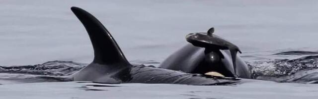 У побережья США косатки подхватили необычную моду: носят мёртвых лососей на голове