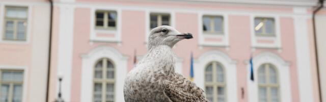 Isamaa: сотрудника Рийгикогу уволили из-за ошибки в законе о налоге на азартные игры