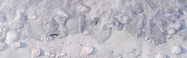 Редкое явление: пляж Пирита заполонили медузы