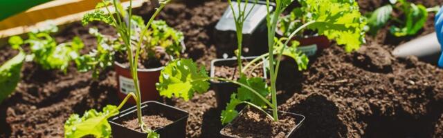 В Ласнамяэ начинается строительство ботанического сада