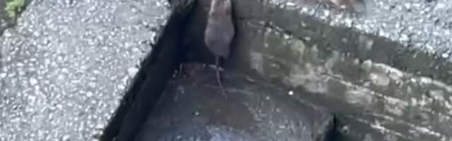 На Таллиннском, 42 исчезли крысы, когда заварили мусоропроводы. КТ обсудит, не открыть ли их опять