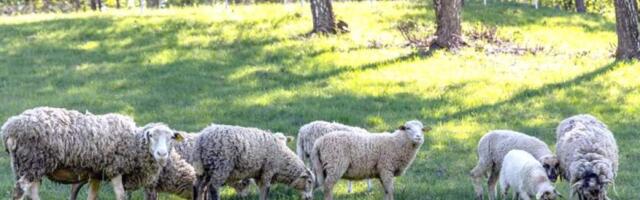 Овечье разнообразие