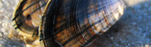 В заливе Хаапсалу начнут улучшать качество воды с помощью морских мидий