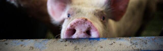 Африканская чума свиней обнаружена еще на одной ферме в Тартумаа