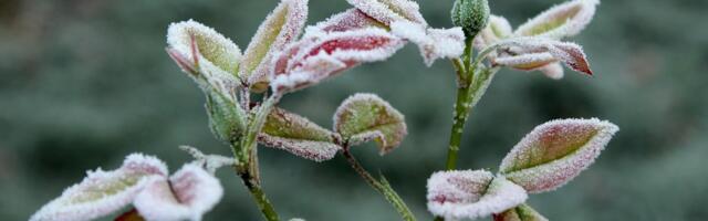 В Эстонии на этой неделе ожидаются первые заморозки