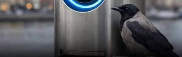 Вороны — уборщики