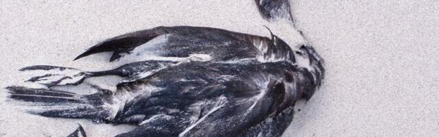 По Европе стремительно распространяется птичий грипп