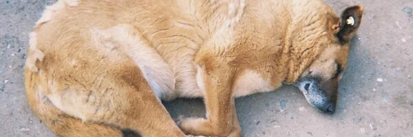 О чем пишет пресса: подготовка к наводнениям, проблема бродячих животных