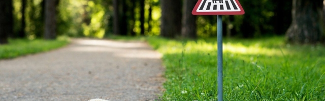 Ущерб от столновения с животными превысил 11 млн евро