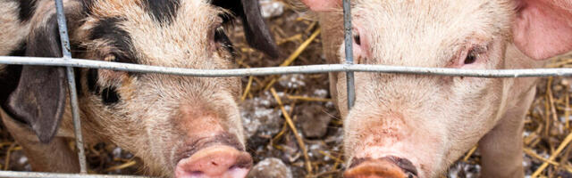 С начала лета было зафиксировано несколько очагов заражения АЧС на местных фермах