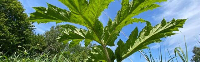 Департамент нашел деньги на борьбу с борщевиком в этом и следующем году