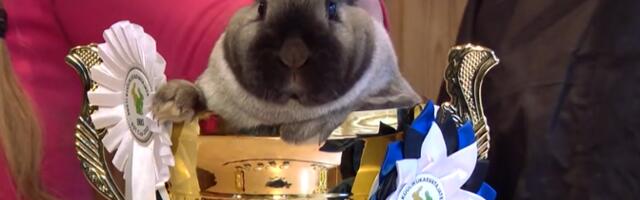 На хуторе Вахтра растут кролики-чемпионы