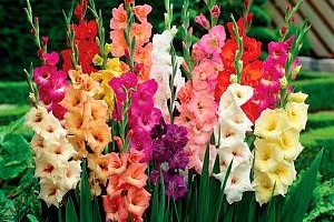 ПОДКОРМКИ ДЛЯ ГЛАДИОЛУСОВ: СРОКИ, ПРЕПАРАТЫ, ДОЗИРОВКА