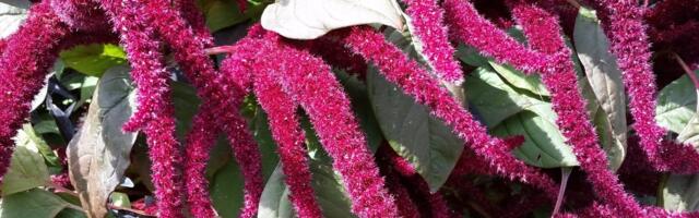 Правда ли, что амарант — это древний хлеб славян?