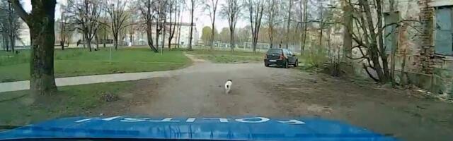 ВИДЕО | „Щенячий патруль“: в Нарве чужая собака поспешила на помощь полицейским, преследовавшим пьяного водителя