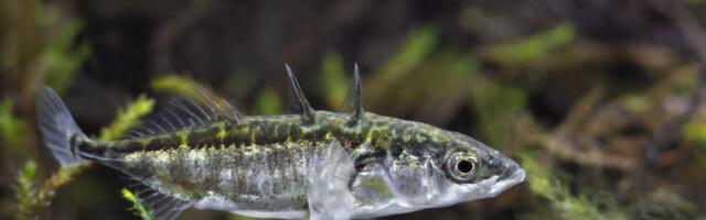 Шведы опасаются, что стремительное распространение колюшки погубит Балтийское море