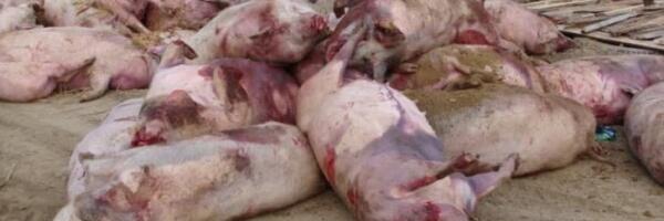 Трудное время латвийского свиноводства