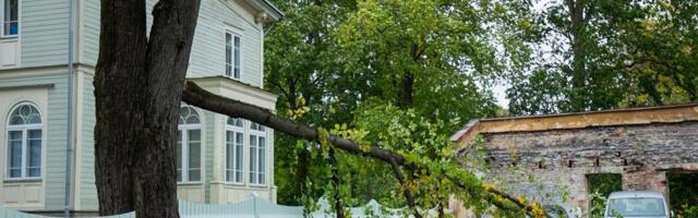 В Пыхья-Таллинне рухнувшее дерево придавило женщину. Потребовалась помощь медиков