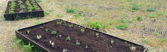 Отведать урожай народного огорода позволят участникам экскурсий