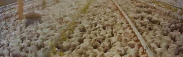 Зоозащитники: „слитое“ видео сотрудника раскрывает ужасы птицефабрики