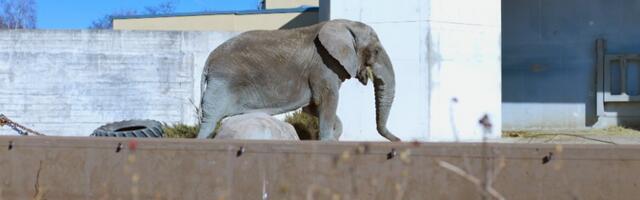 Обитатели Таллиннского зоопарка выходят из своих зимних квартир