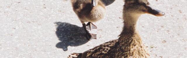 Утята застряли на балконе торгового центра: воссоединиться с мамой помогли спасатели