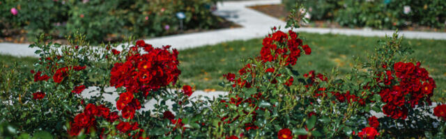 В обновленном розарии Таллиннского ботанического сада 19 и 20 июля пройдут Дни роз