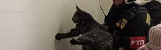 Воскресный антидепрессант Любиной: Пожарные страсти