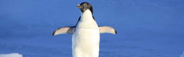 Власти США объяснили введение пошлин в отношении «островов с пингвинами»