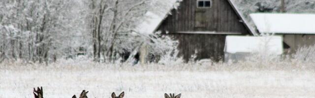Нескольким охотникам в Пярнумаа предъявили обвинение в браконьерстве