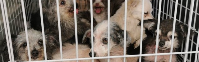 Смрад, мусор и паразиты: из колонии в Рапламаа удалось спасти более 60 собак