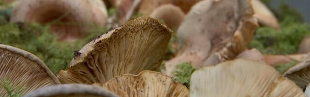 В Эстонском музее природы открылась выставка грибов