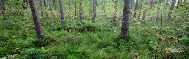 КАКОЕ ЧУДО! ⟩ Удивительная находка ждала жительницу Эстонии в весеннем лесу