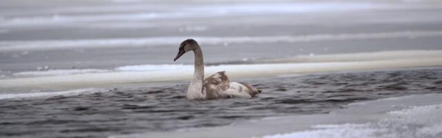 "АК+" изучила, как птицы в Эстонии справляются с холодами